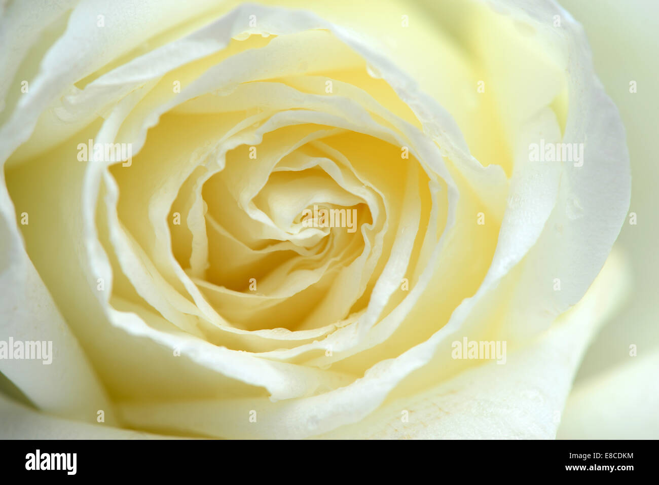 White rose up close hi-res stock photography and images - Alamy