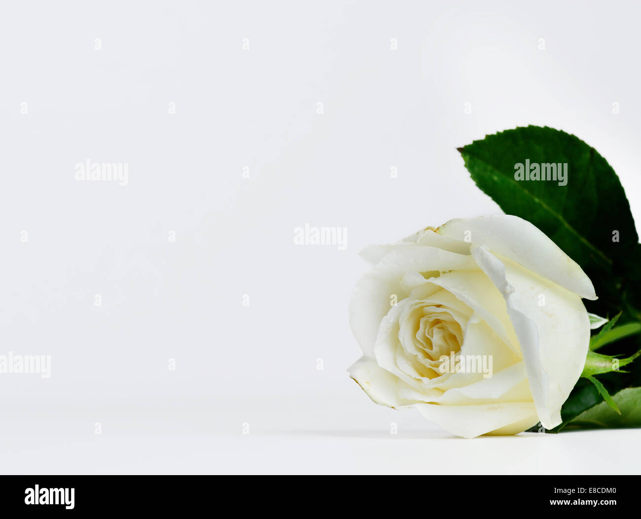 White rose isolated hi-res stock photography and images - Alamy