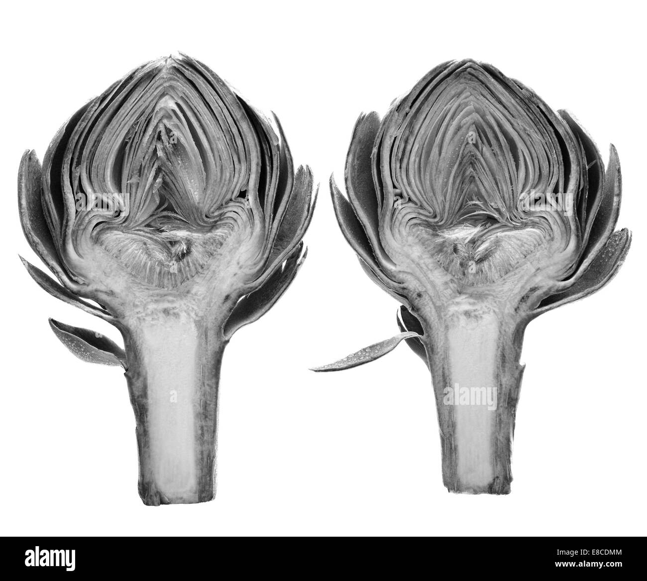 A black and white study of an artichoke cut in half. Both halves on a white background. Stock Photo