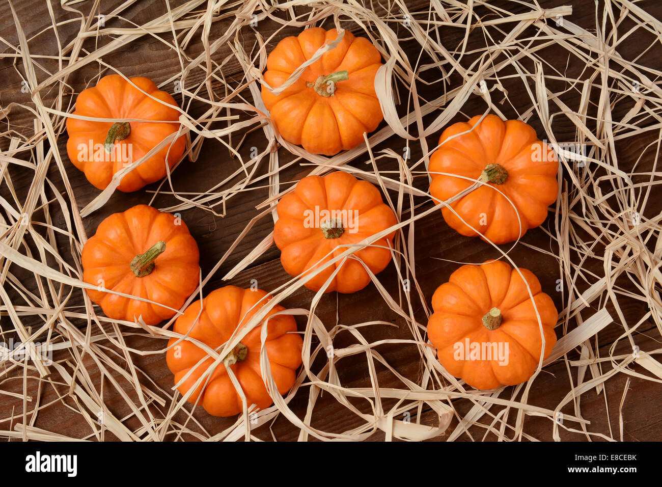 A group of mini pumpkins on a wood rustic table scattered with straw. High angle shot in horizontal format. Stock Photo