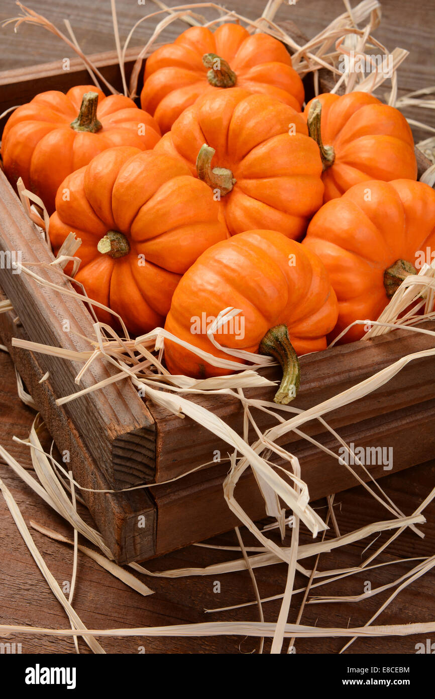 Closeup of a bunch of mini orange pumpkins in a wooden crate with straw. Vertical format with shallow depth of field. Stock Photo