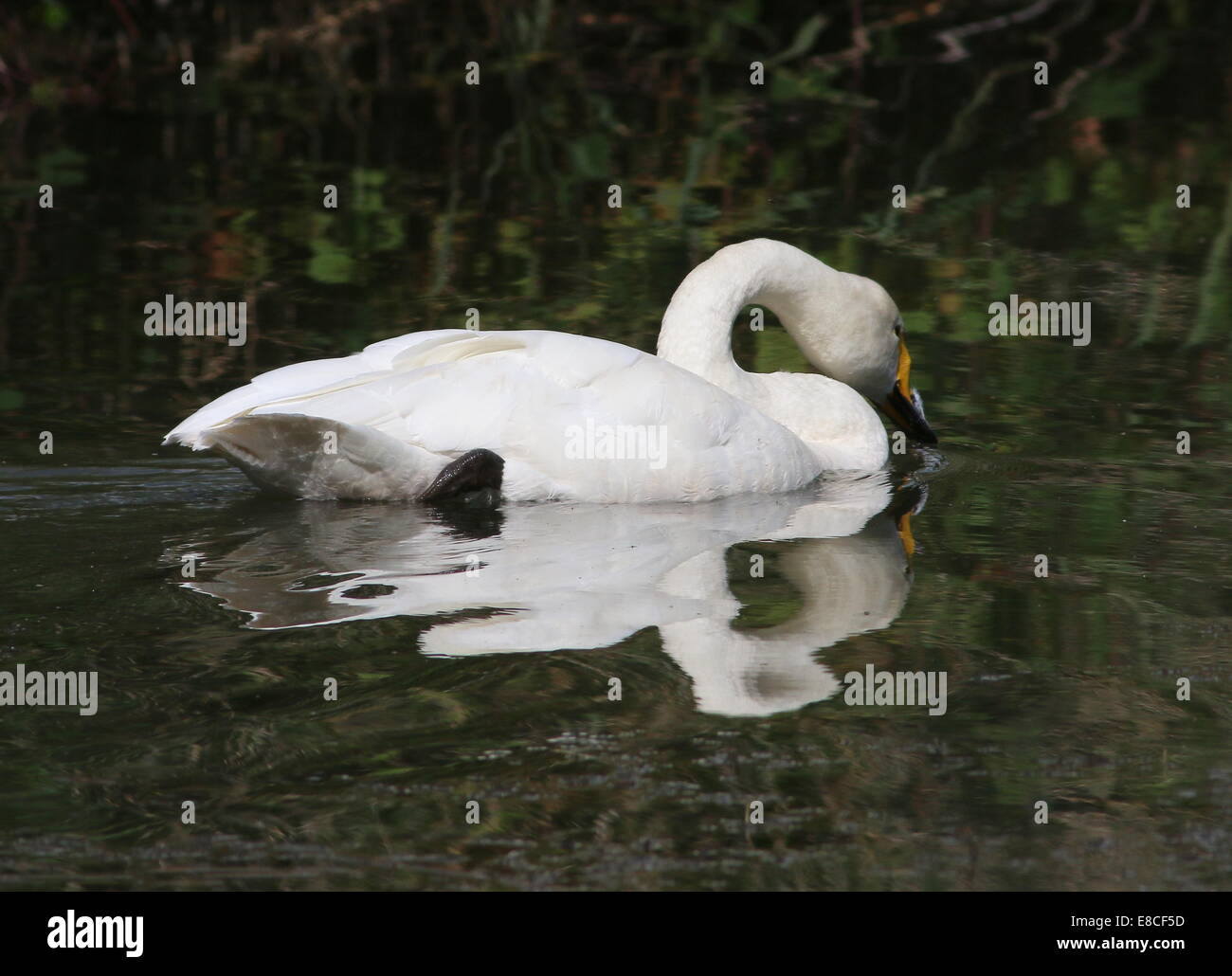 Whooper Swan (Cygnus Cygnus) swimming and foraging in a lake Stock ...