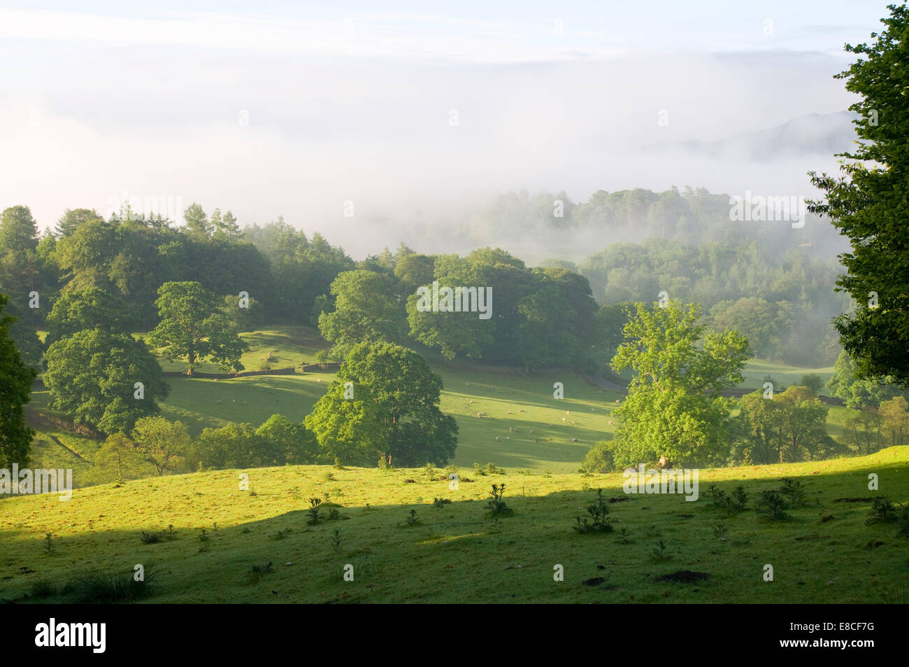 View of Lake District pasture and woodland with morning sunlight and mists and low cloud shrouding the scene Cumbria UK Stock Photo