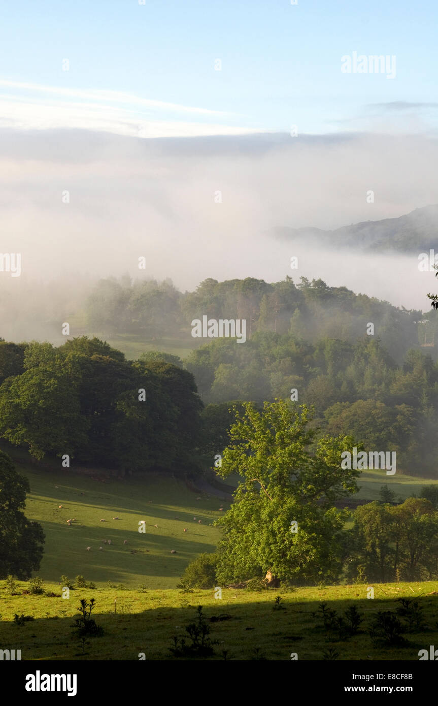 View of Lake District pasture and woodland with morning sunlight and mists and low cloud shrouding the scene Cumbria UK Stock Photo