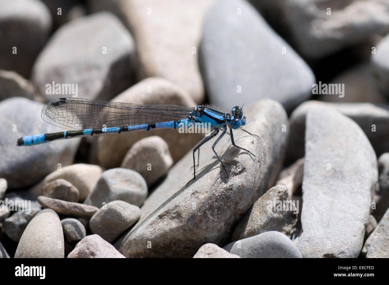 Damselflies (suborder Zygoptera) are insects in the order Odonata. Damselflies are similar to dragonflies, on pebles Stock Photo