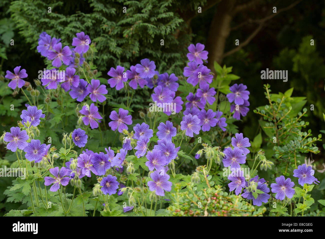 Purple cranesbill (Geranium x magnificum) flowers in mixed border front garden Adel Leeds England UK Europe June Stock Photo