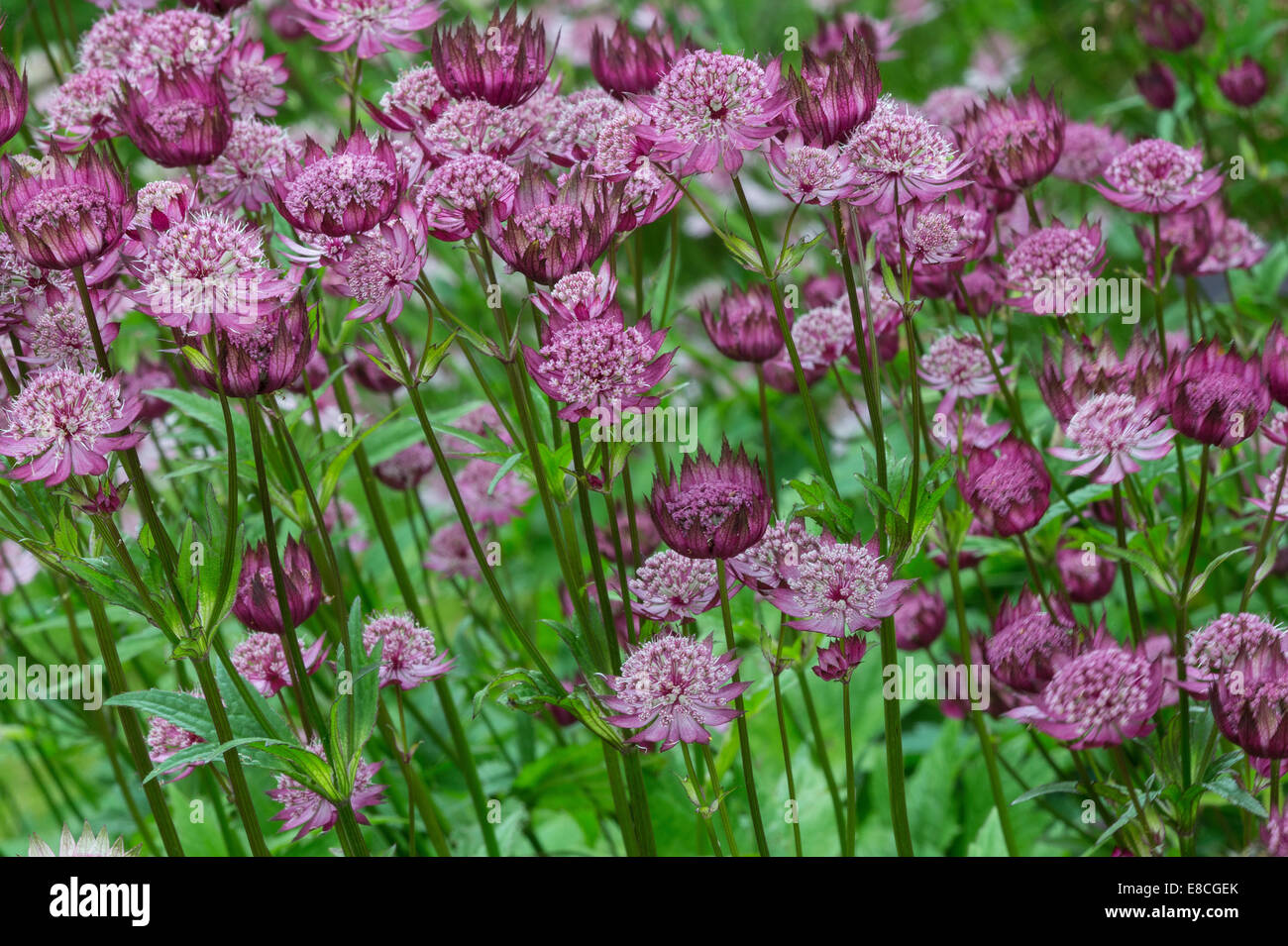Pincushion Flowers (Scabiosa sp.) in a mixed border Gardens of the