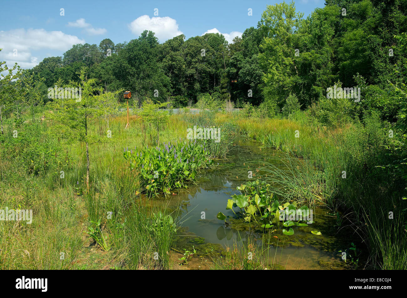 Constructed Wetland Stock Photo