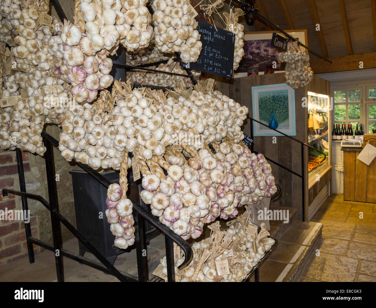 Bulbs of various types of garlic, Garlic Farm Shop, Isle of Wight