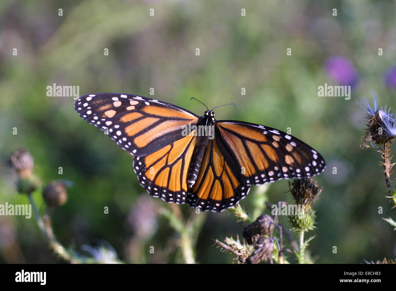 National Pollinator Week celebrates the importance of pollinators in ...