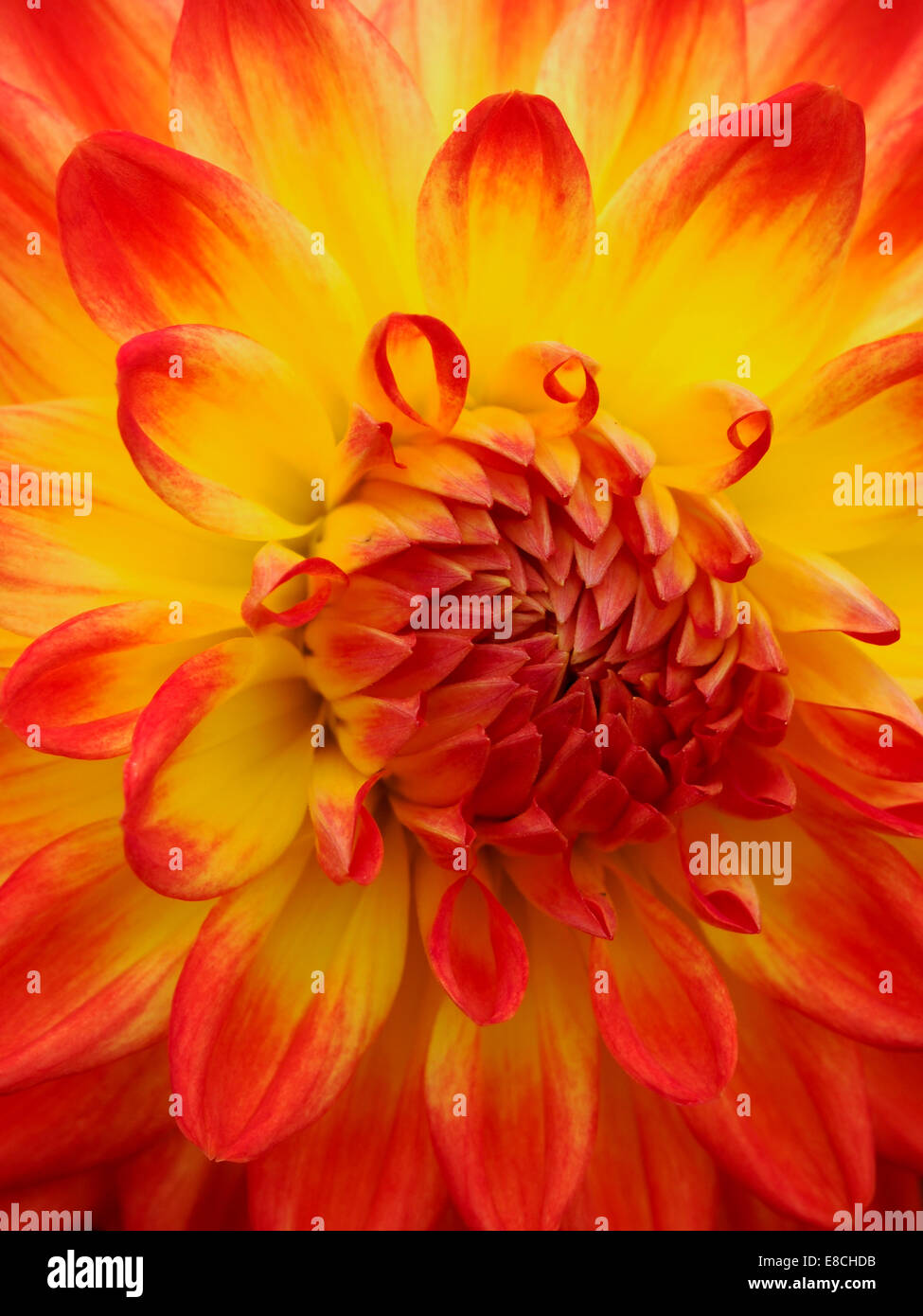 Vivid flame and orange petals of the spectacular semi-cactus dahlia 'Golden Heart'. Stock Photo