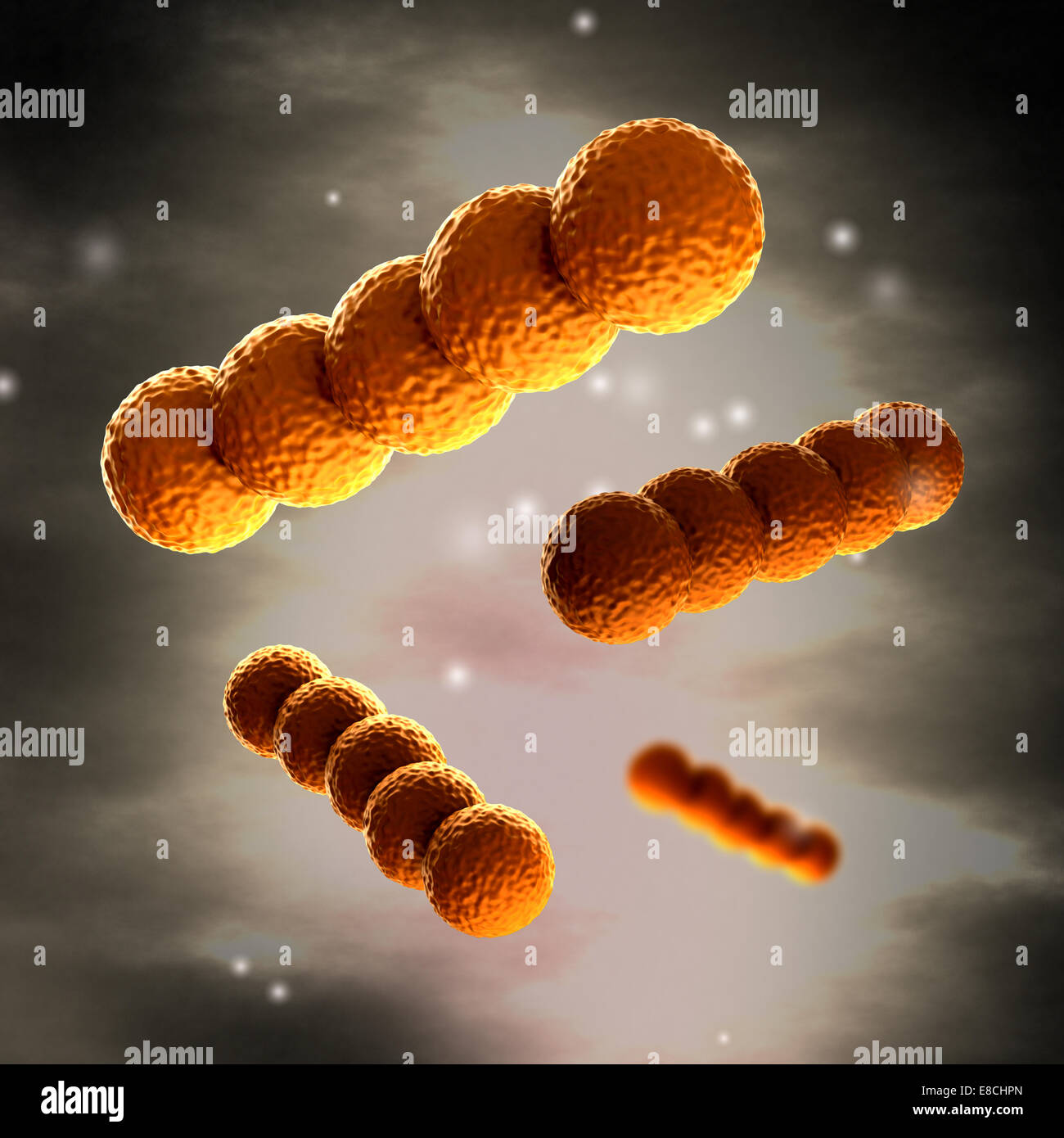 Streptococcus -  Spherical Gram-positive bacteria in detail Stock Photo