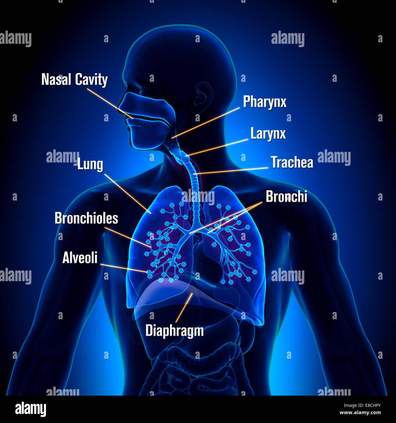 Respiratory System - detailed view Stock Photo