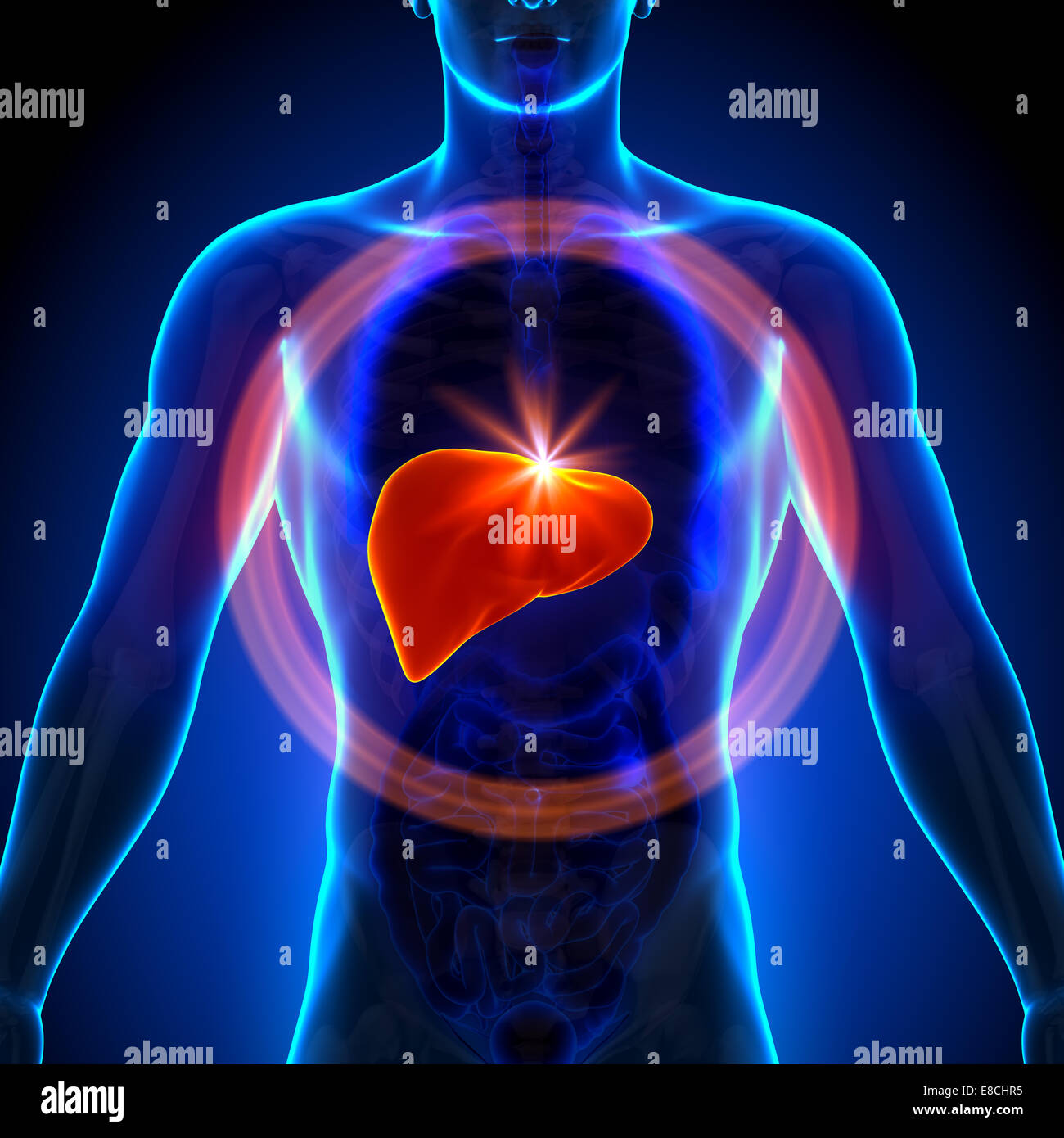 Liver - Male anatomy of human organs - x-ray view Stock Photo