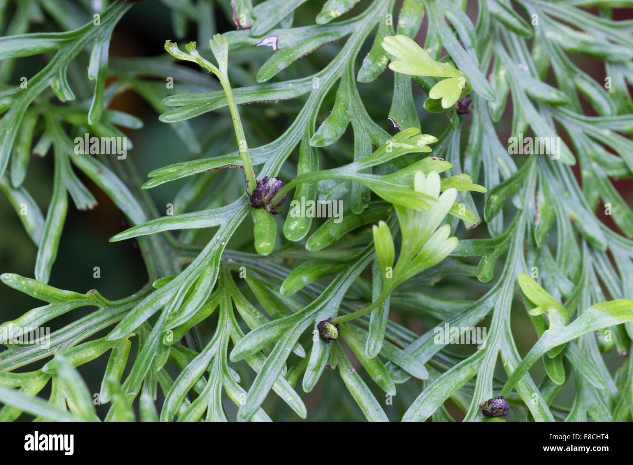 Close up of the Hen and Chickens fern, Asplenium bulbiferum, showing the small bulbils that sprout new plants Stock Photo