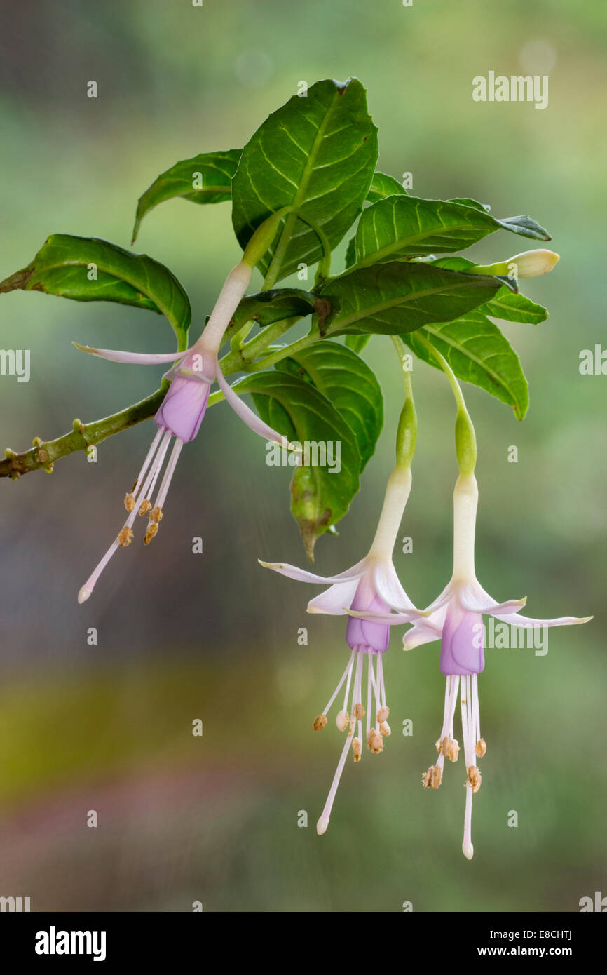 Pale pink and white flowers of Fuchsia magellanica var molinae Stock Photo
