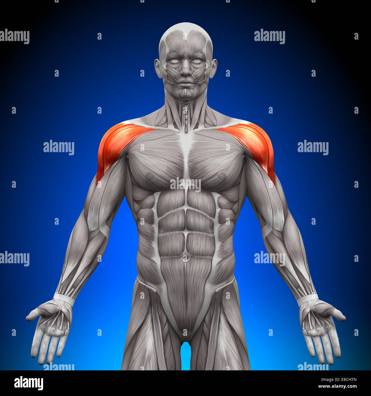 Shoulders / Deltoid - Anatomy Muscles Stock Photo