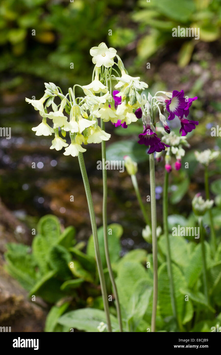 White 'alba' and mauve 'violacea' forms of Primula alpicola Stock Photo