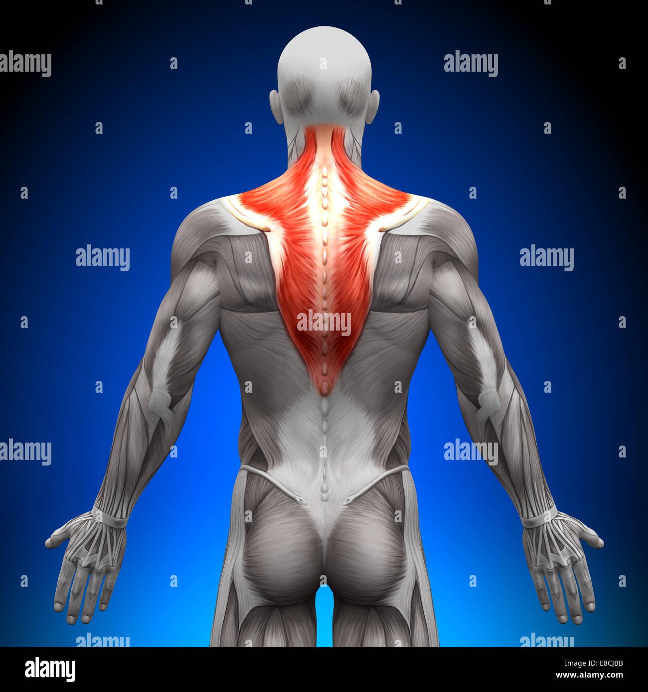 Trapezius - Anatomy Muscles Stock Photo