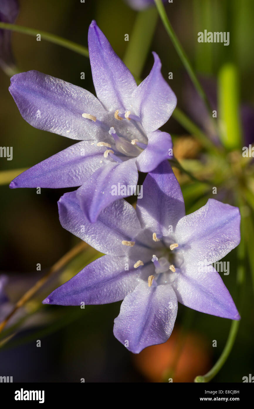 Close up of a pair of flowers in the umbel of the Californian bulb,  Triteleia laxa 'Queen Fabiola' Stock Photo