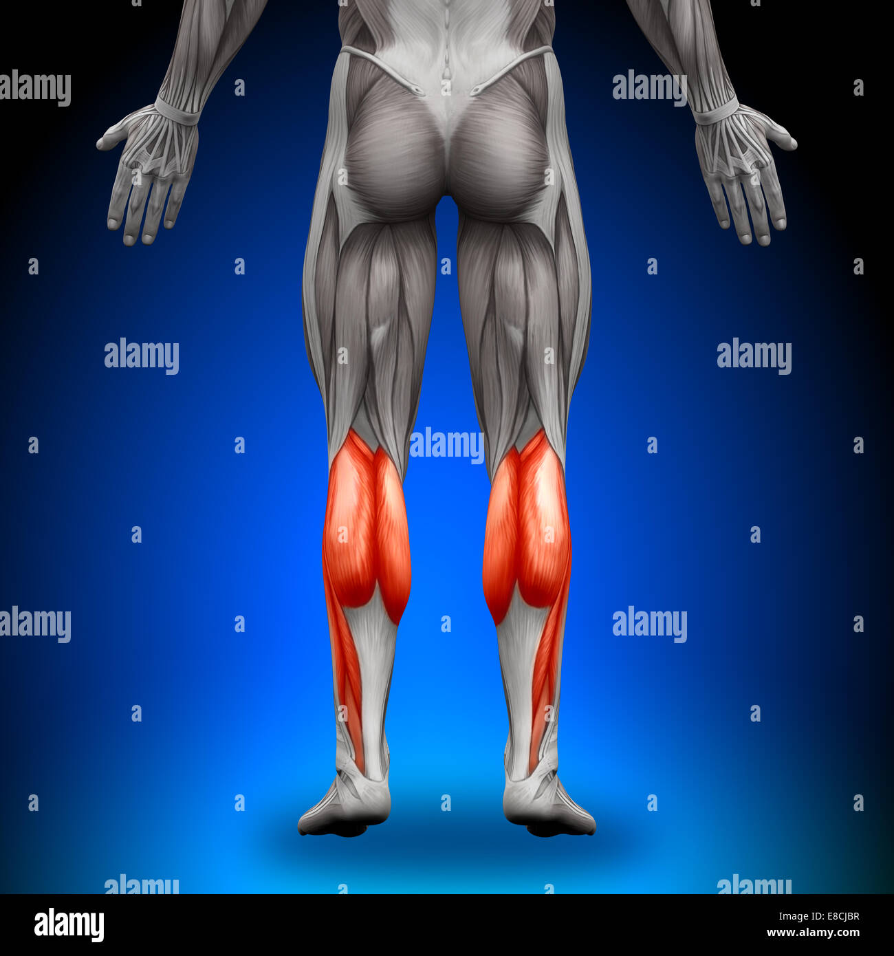 Calves - Anatomy Muscles Stock Photo