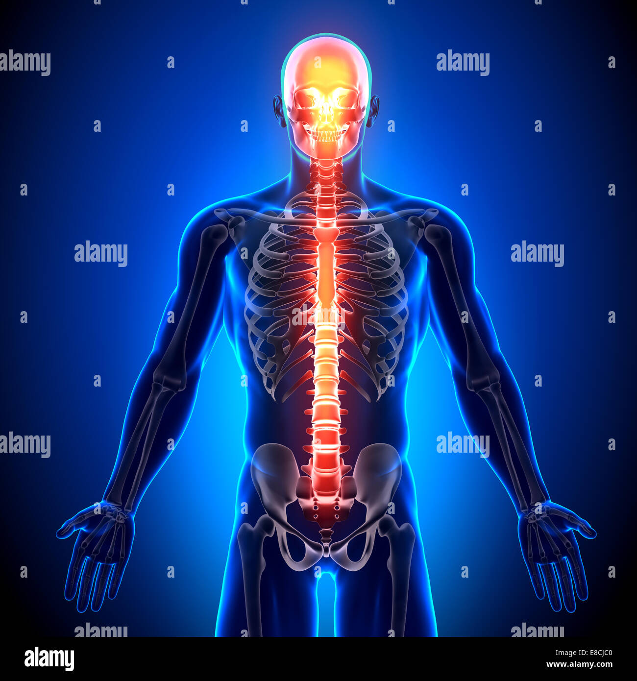 Spine - Anatomy Bones Stock Photo