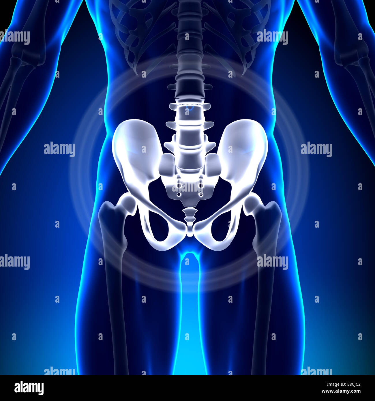 Hip / Ischium / Pubis / Sacrum / Ilium - Anatomy Bones Stock Photo
