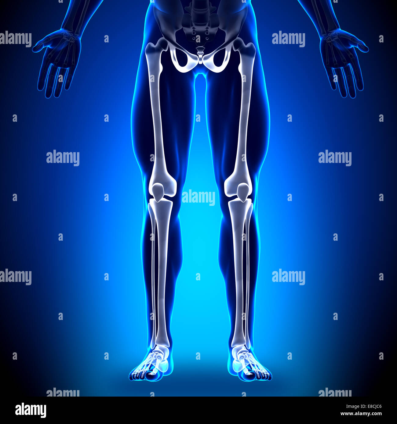 Legs - Anatomy Bones Stock Photo