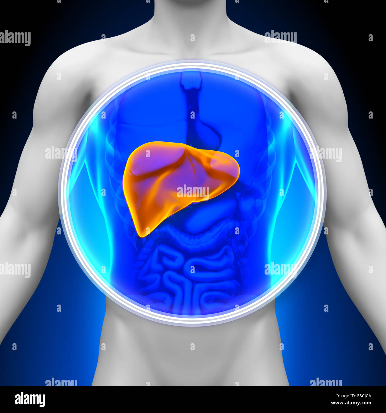Medical Xray Scan Liver Anatomy Stock Photo Alamy