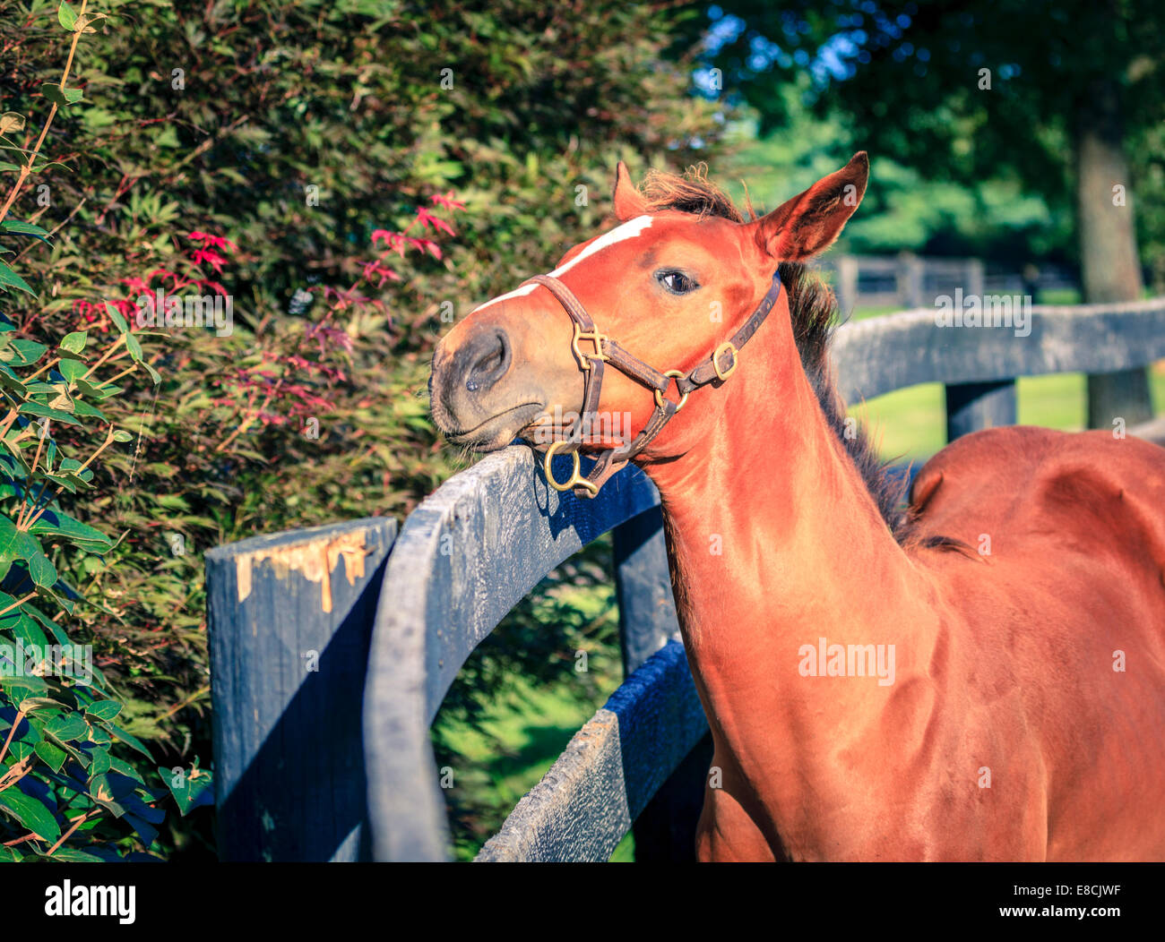 A thoroughbred foal by the fence on a horse farm in Central Kentucky Stock Photo