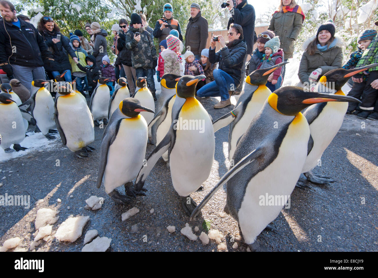 A flock of king penguins is cheered by visitors while the parade is