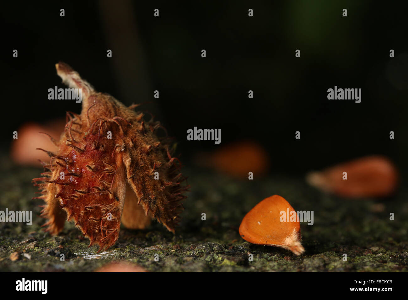 Beech Nut and Kernal Stock Photo