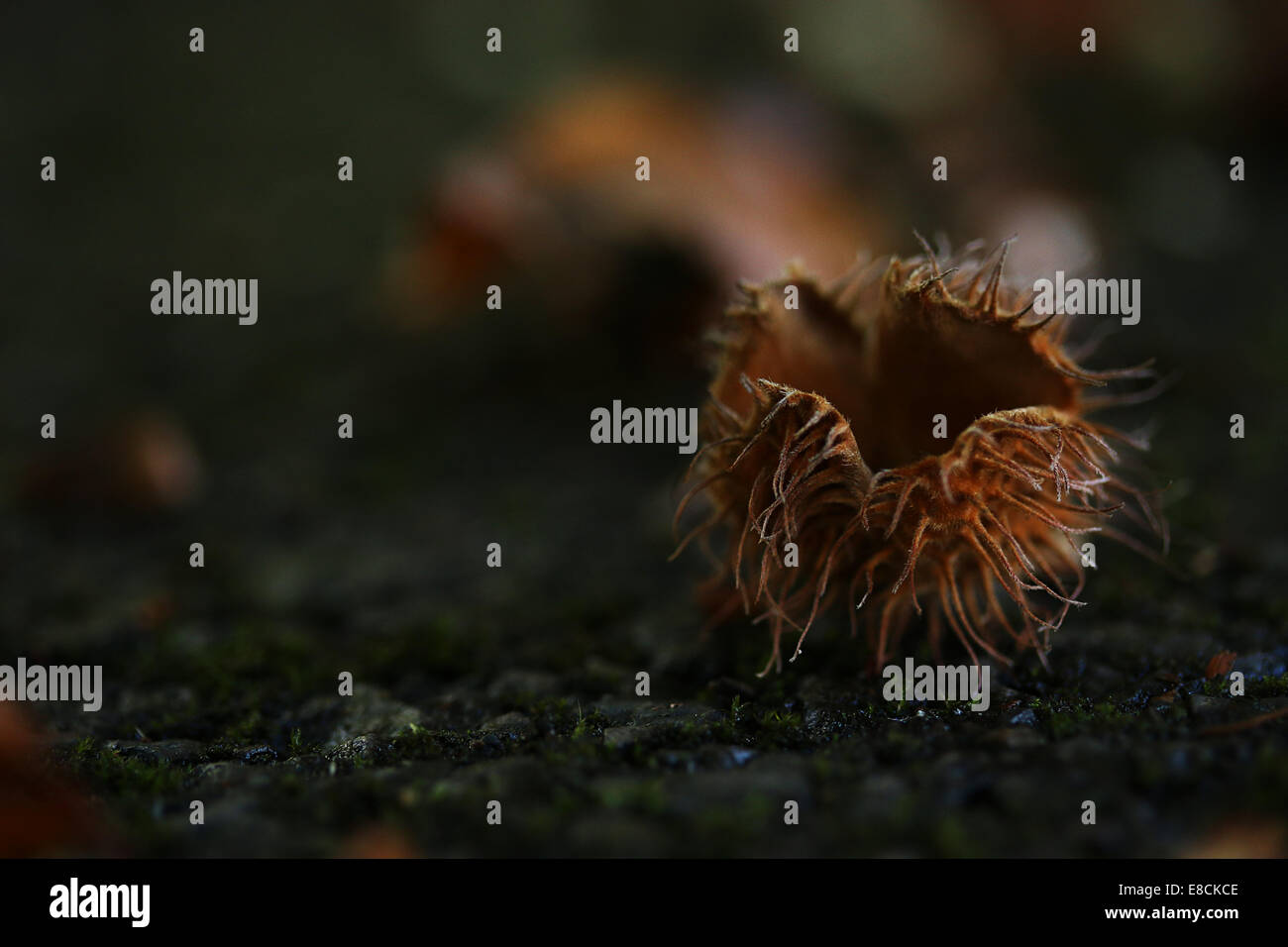 Beech Nut Stock Photo