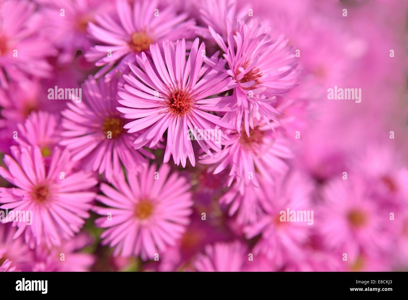 Pink fuchsia daisy flowers Stock Photo