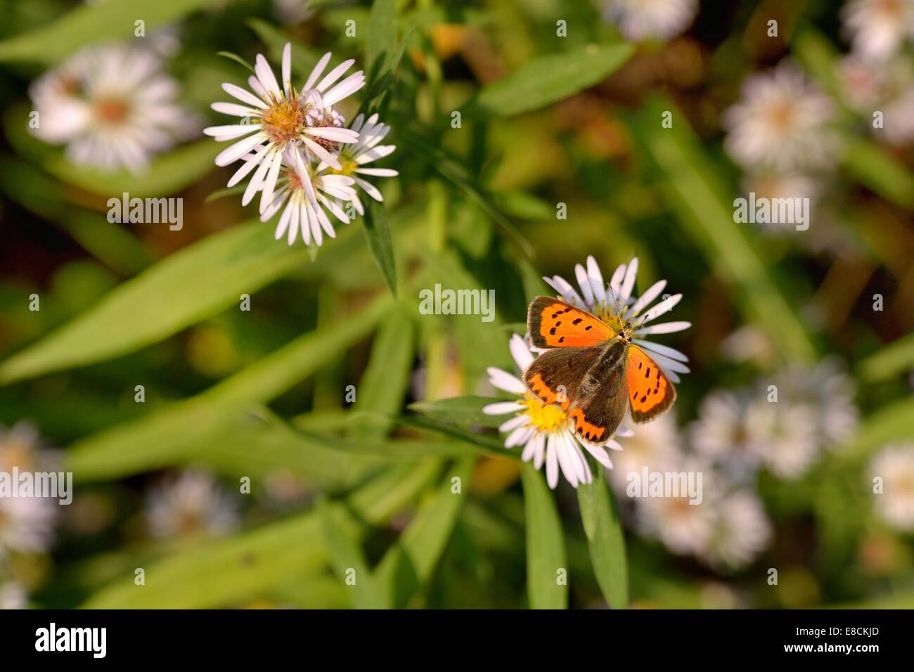 Small Copper Butterfly, Lycaena phlaeas on a (Aster tripolium L.) Stock Photo