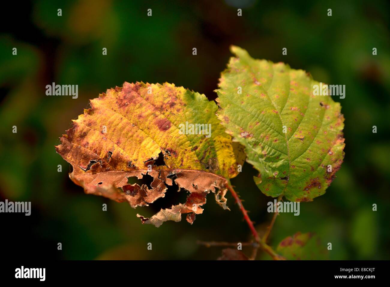 Common Hazel leaves in autumn (Corylus avellana) Stock Photo