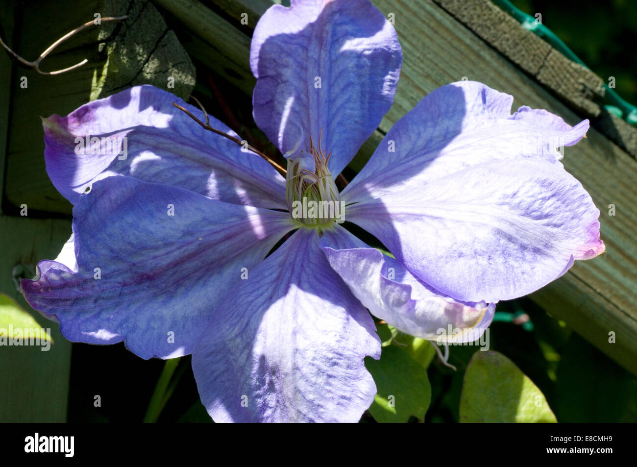 Pale lilac blue clematis flower Stock Photo