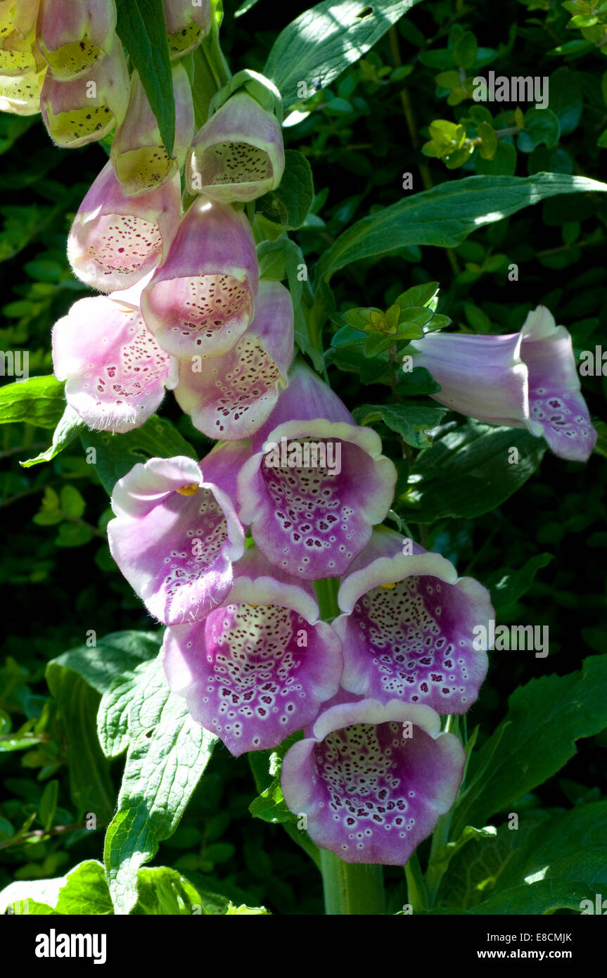 Pink & white hollyhock - Alcea, commonly known as hollyhocks, is a genus of about 60 species of flowering plants mallow Stock Photo