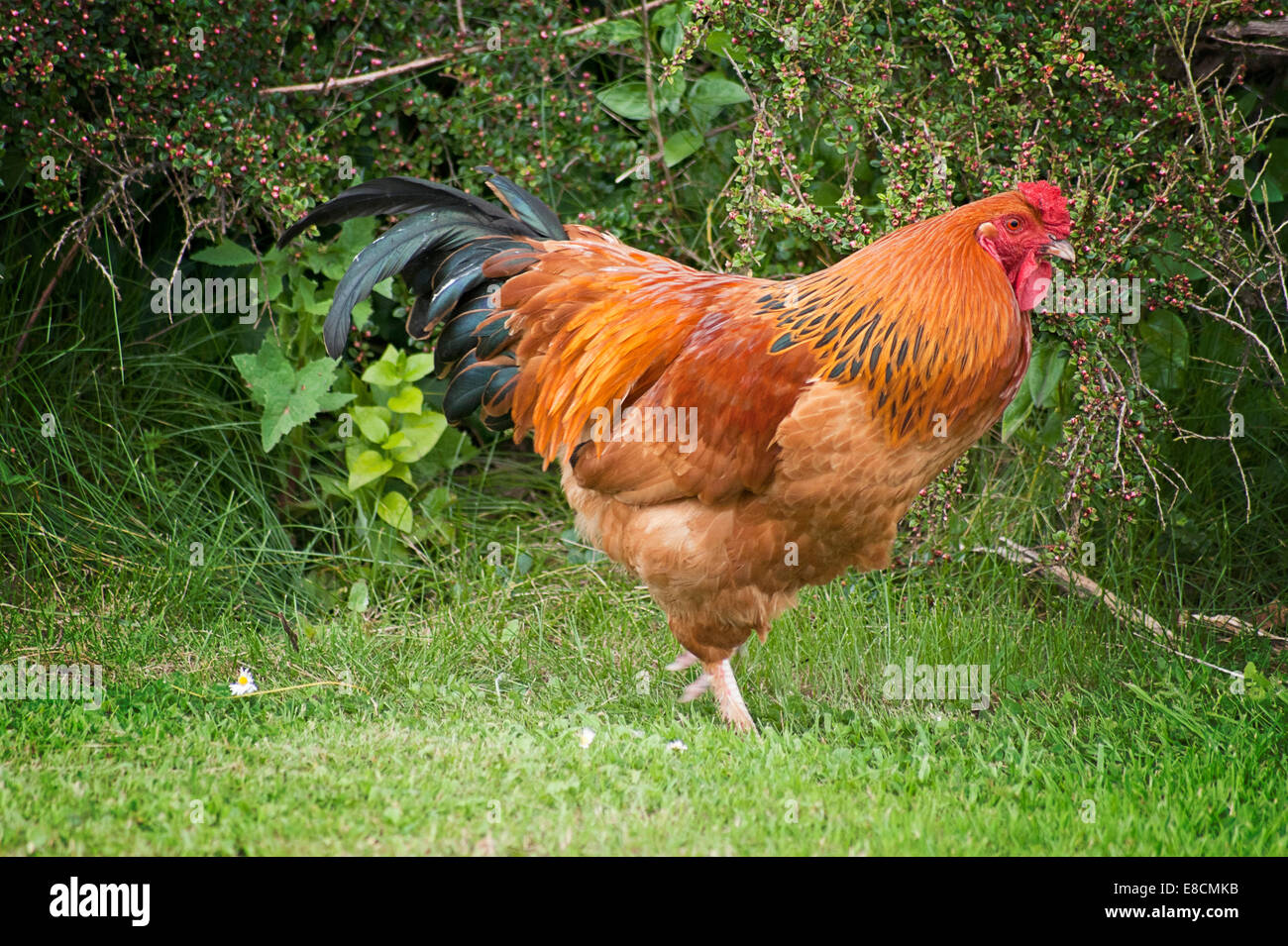cockerel, farm yard chicken Stock Photo