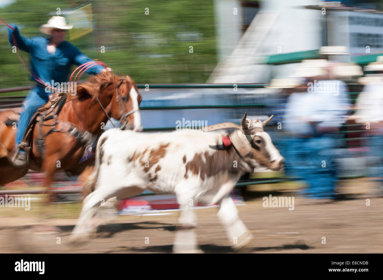Steer roping, motion blur, Dog Pound rodeo, Dog Pound, Alberta, Canada ...