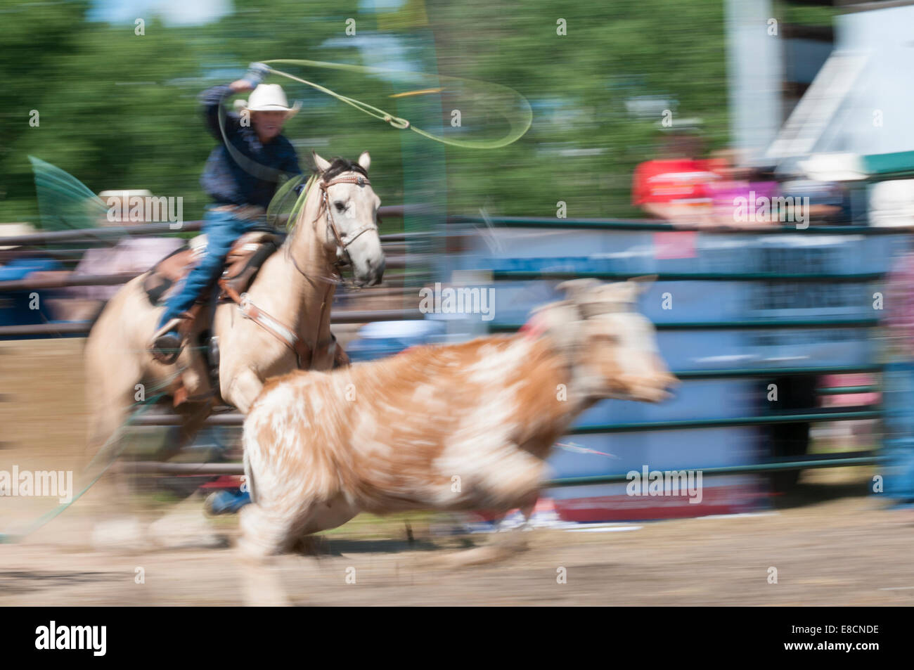 Steer roping, motion blur, Dog Pound rodeo, Dog Pound, Alberta, Canada ...