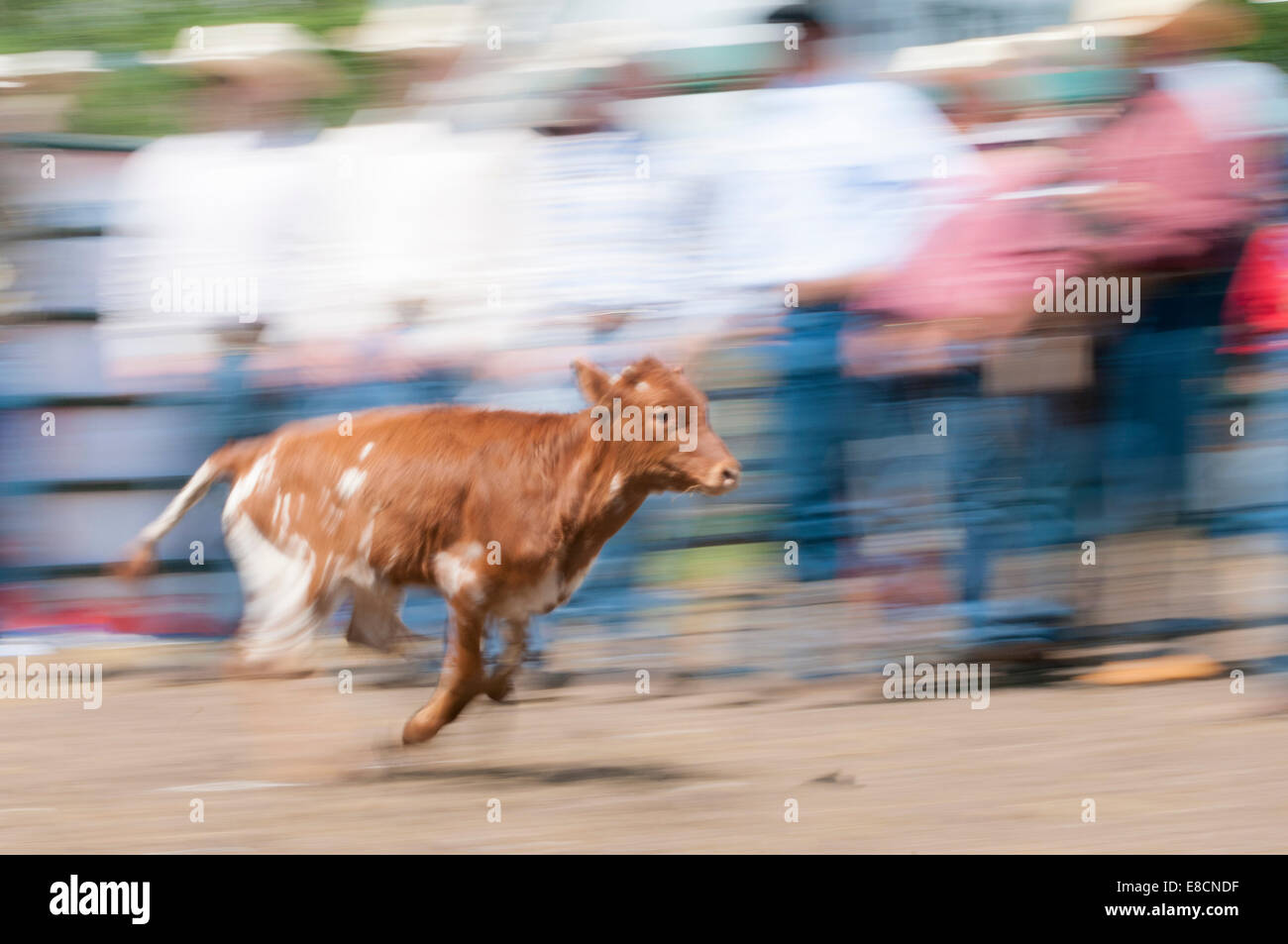 Motion blur of a calf running, calf roping, Dog Pound Rodeo, Dog Pound, Alberta, Canada Stock Photo