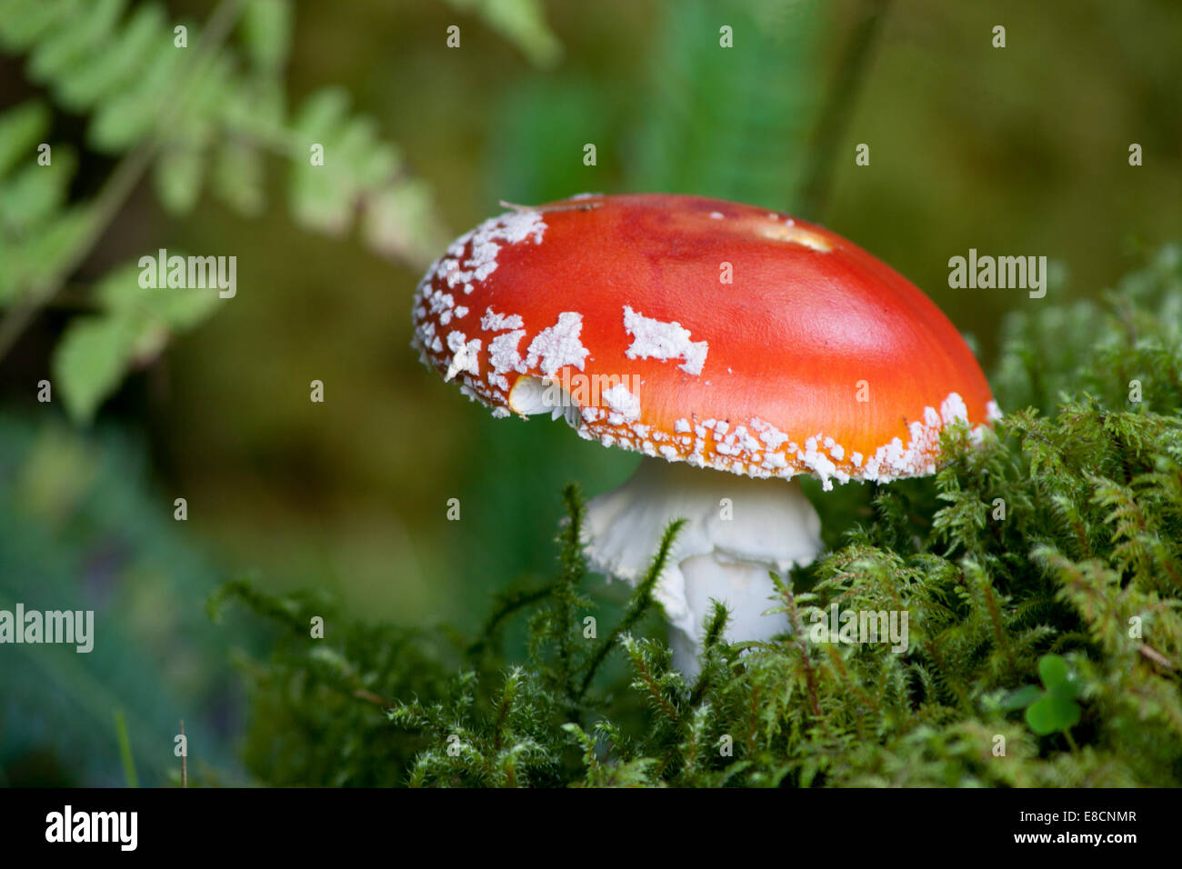 Red cap mushroom Stock Photo