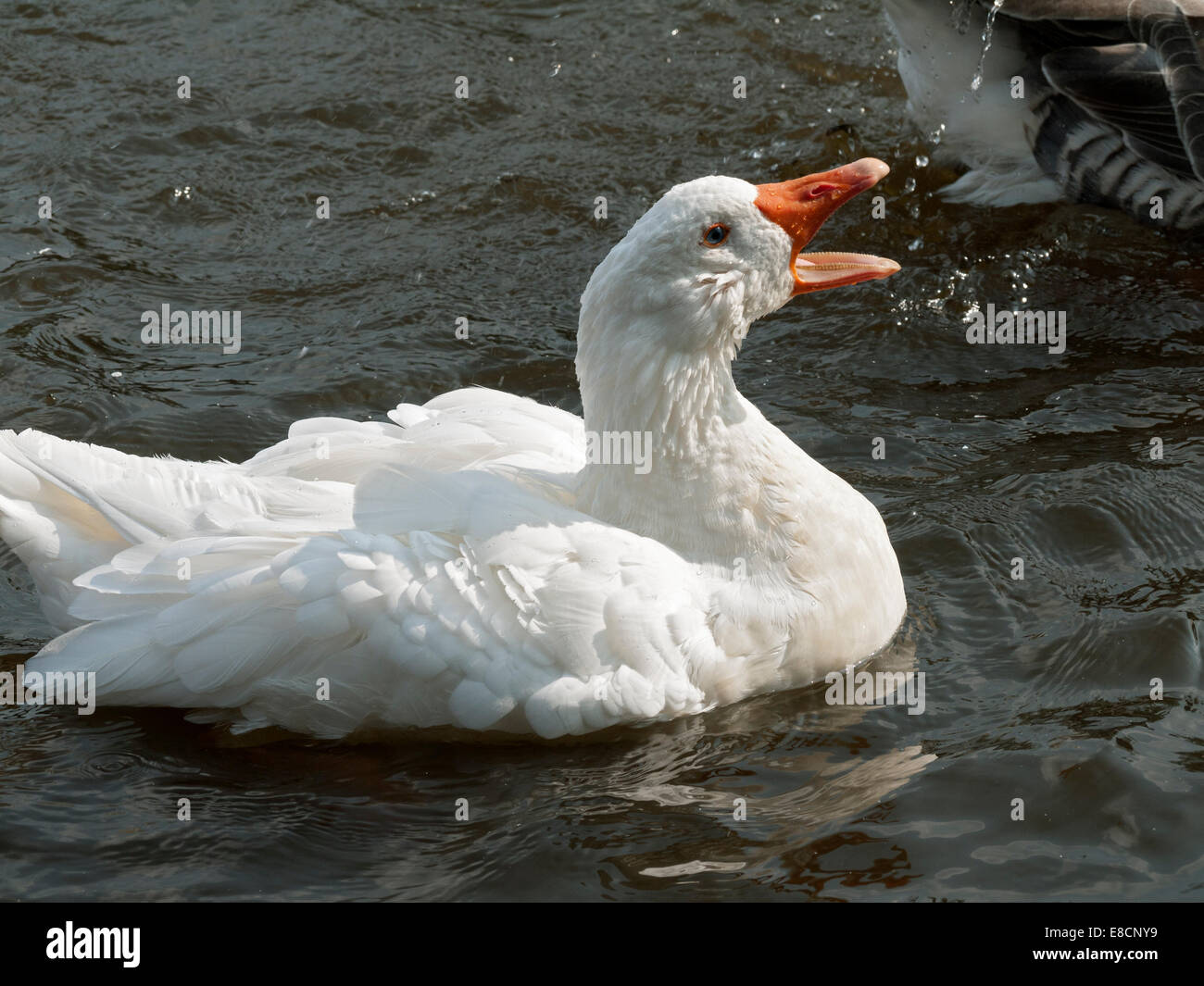 White goose at Droylsden Marina, Ashton Canal, Droylsden, Tameside, Manchester, England, UK Stock Photo