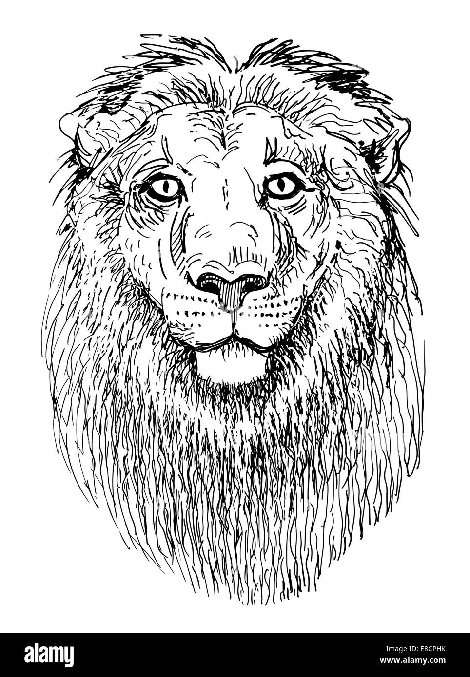 artwork lion, sketch black and white drawing of head animals Stock Photo