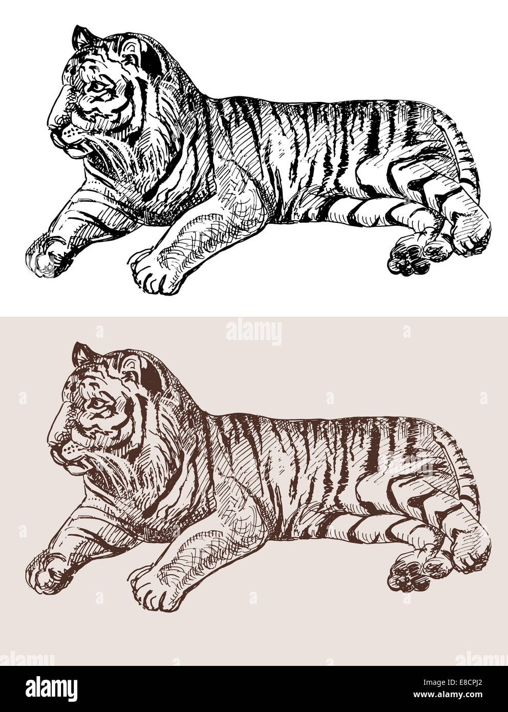 original artwork tiger, black sketch drawing animal Stock Photo - Alamy