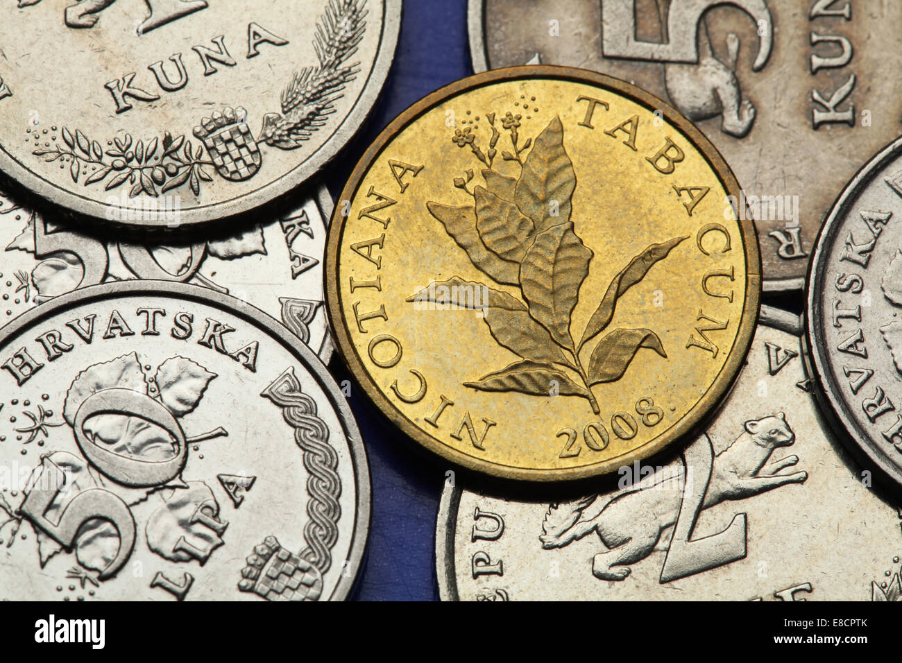 Coins of Croatia. Tobacco plant (Nicotiana tabacum) depicted in the