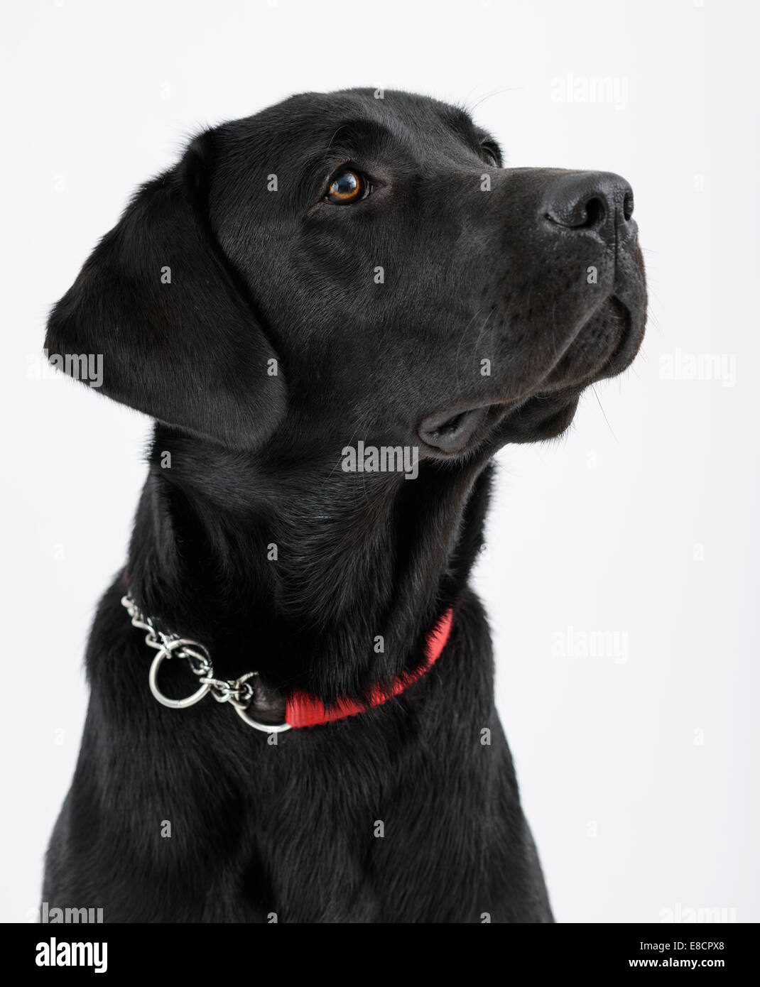 Attentive black labrador retriever dog cut out isolated on white ...