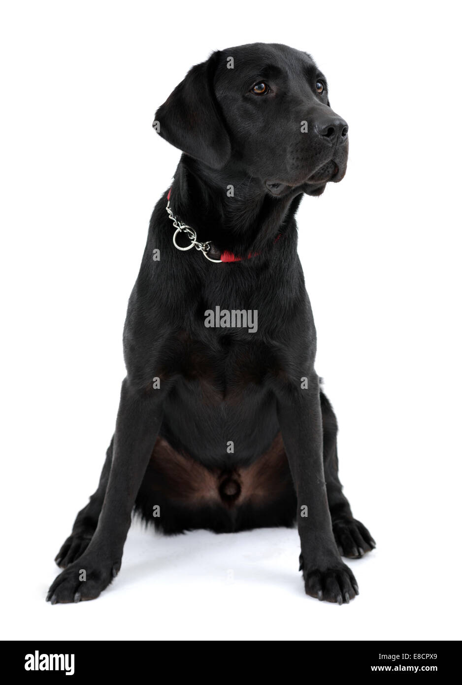 Black labrador retriever dog sitting clumsily cut out isolated on white background Stock Photo