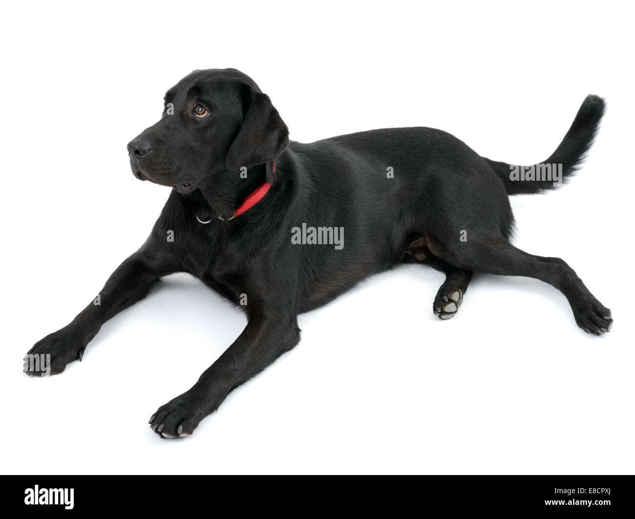 Black labrador retriever dog lying down cut out isolated on white background Stock Photo